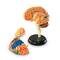Learning Resources&#xAE; Brain Anatomy Model